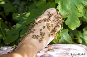 être léché par les abeilles