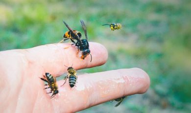 Que faire pour protéger les insectes