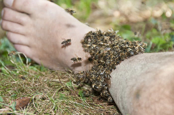 Le Yoga des Abeilles