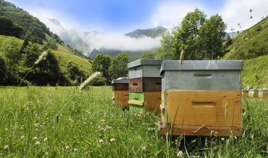 Retour sur la journée de l'abeille noire
