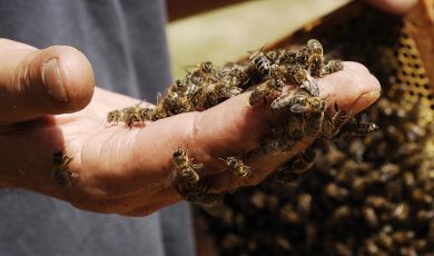 La gelée royale bio française dynamisée Ballot-Flurin
