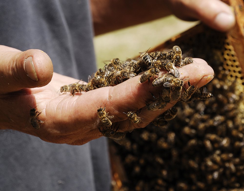 La gelée royale bio française dynamisée Ballot-Flurin