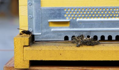 Protéger les frelons : préserver la biodiversité