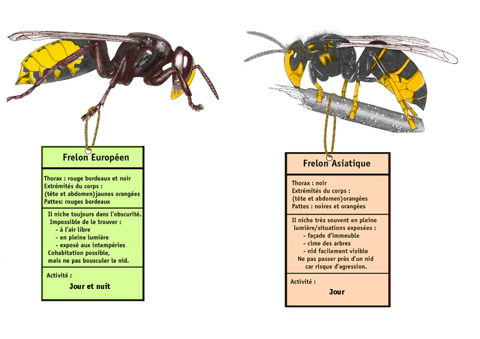 différence guepe frelon 