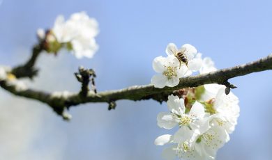 Les abeilles et la pollinisation