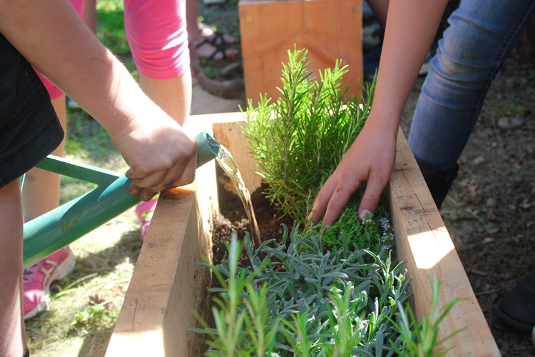 Plantes mellifères et abeilles