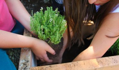 Les plantes mellifères : essentielles pour les abeilles