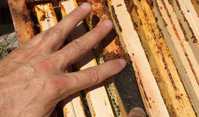 Tout savoir sur la teinture mère de propolis