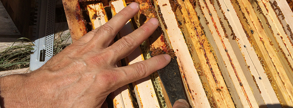 Tout savoir sur la teinture mère de propolis