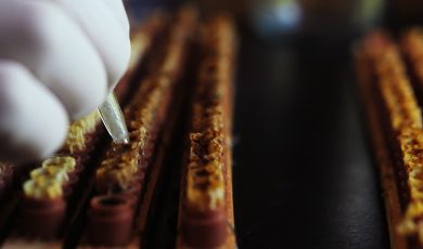 Découvrez les bienfaits de la gelée royale bio