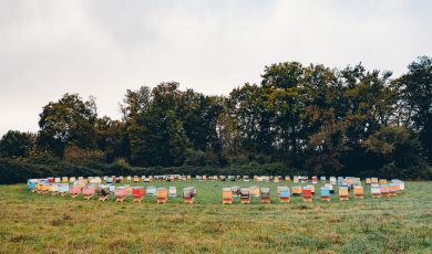 Demeter certifie nos ruchers et jardins médicinaux