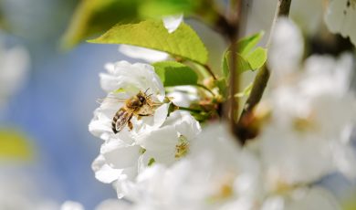 De la fleur au produit fini : conférence de Catherine Flurin