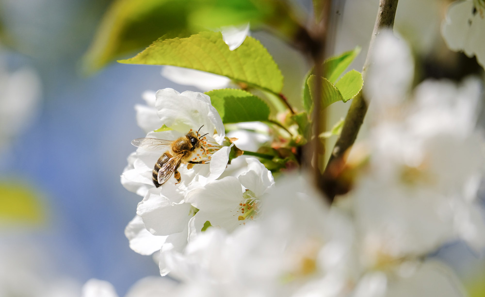 De la fleur au produit fini, une conférence de Catherine Flurin