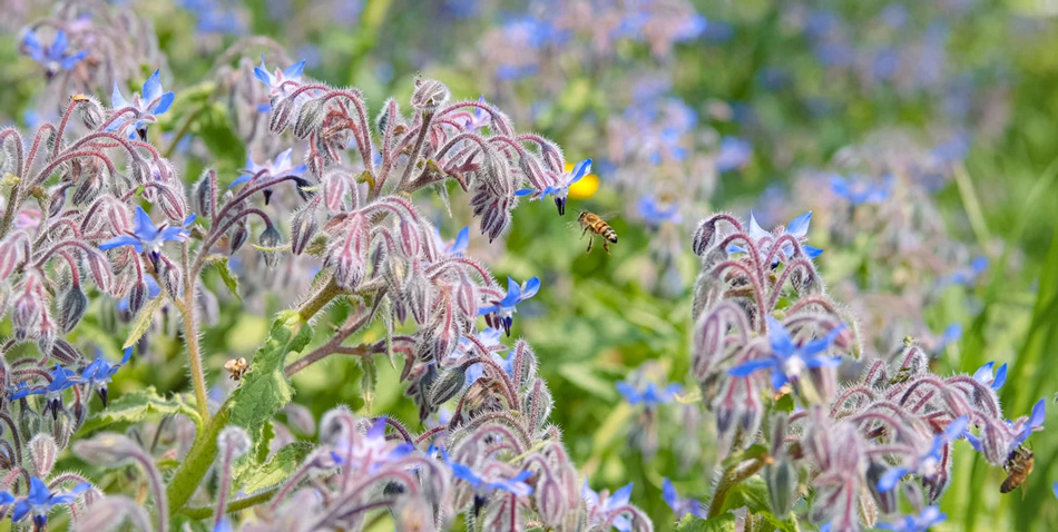 Abeilles butinent