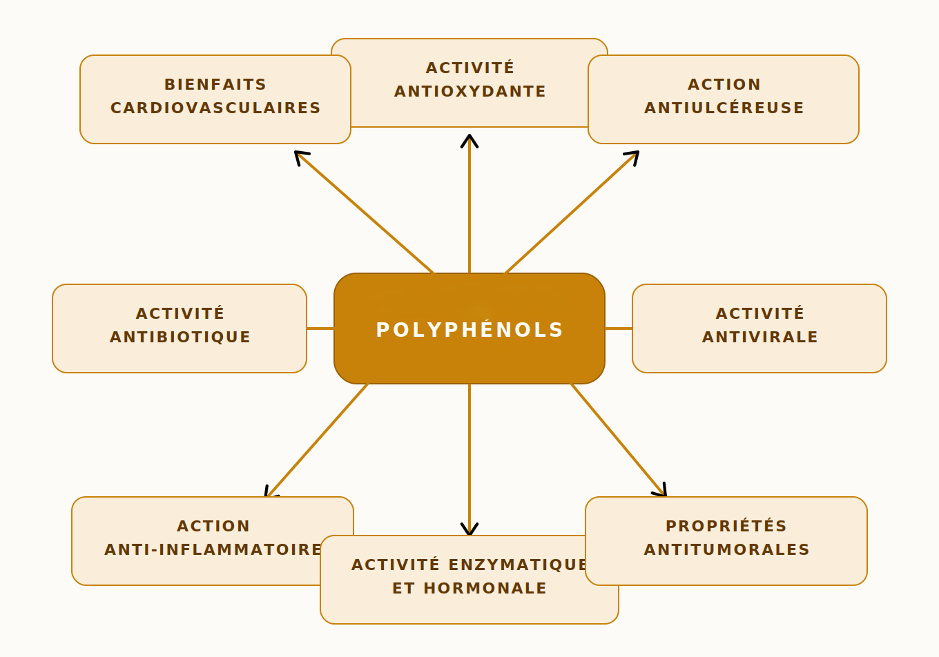 Actions Polyphénols