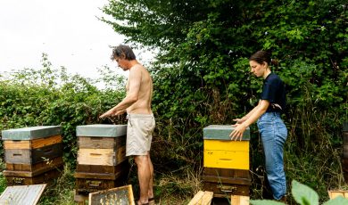 Stage d'Apiculture DOUCE : une expérience unique