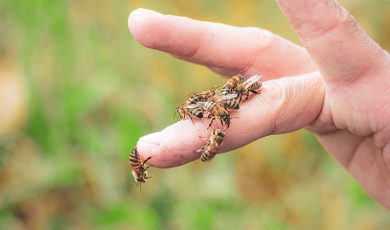 Apiculture douce : un engagement durable
