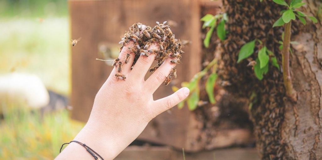 L'Apiculture DOUCE® : un engagement en faveur du droit de l'abeille