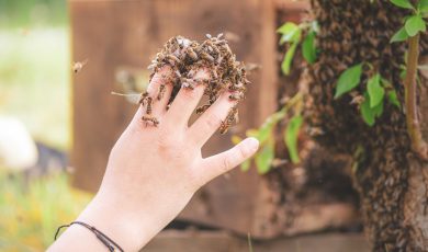 Apiculture DOUCE® : défense des droits des abeilles