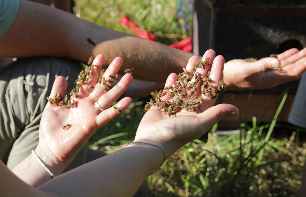 Yoga des Abeilles Ballot-Flurin