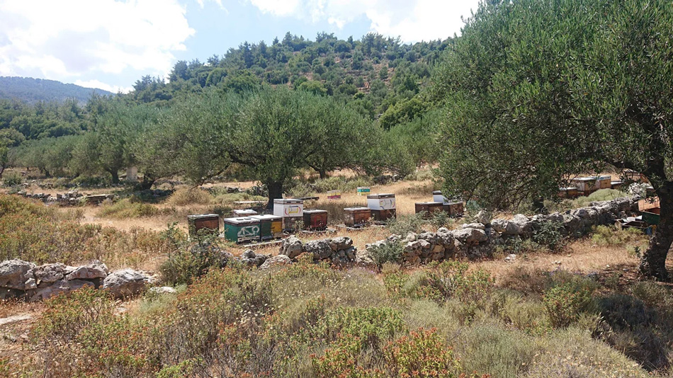 Visite du rucher d’Apiculture Douce en Crête.