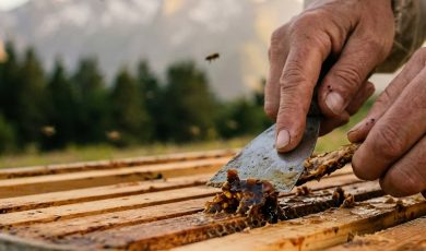 La propolis, bien plus qu'un ingrédient actif