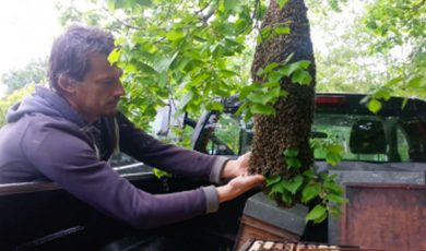Découverte d'un magnifique essaim d'abeilles !