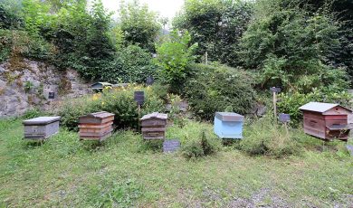 Beez’Ateliers : plongez dans le monde des abeilles