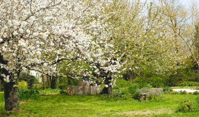 Printemps : solutions naturelles pour sensibilités