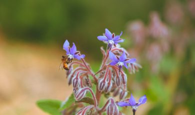 Pourquoi le pollen congelé c'est nocif ?