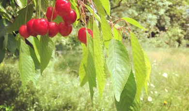 Un jardin pour la santé 2ème édition