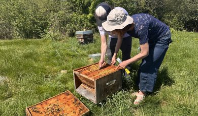 Journée mondiale de l'abeille : notre engagement pour elles depuis 1977