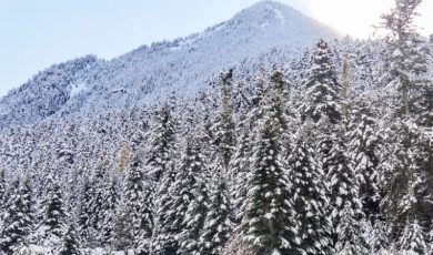 Un hiver sans maladie grâce aux abeilles