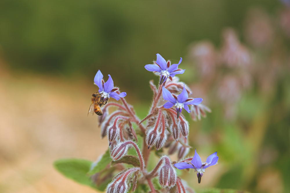 Pourquoi le pollen congelé c'est nocif ?