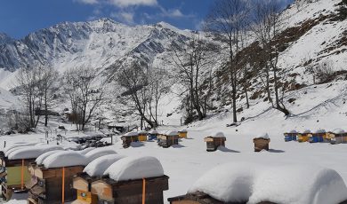 Soutenir son corps en hiver grâce à l’apithérapie