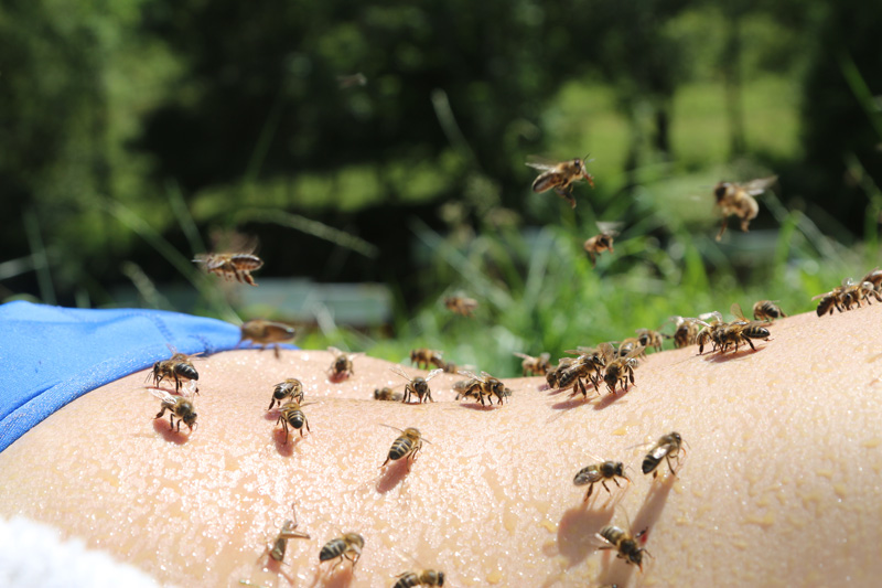 yoga des abeilles
