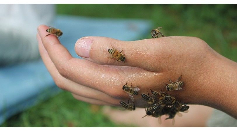 Immunité Inspirée des abeilles