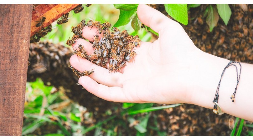 Santé Naturelle - Soignez - vous avec les abeilles