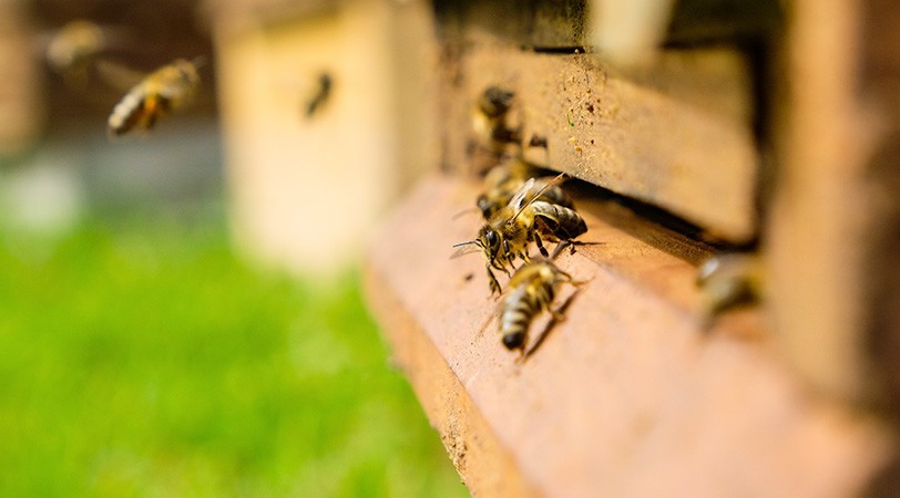 Food supplements rich in active beekeeping ingredients