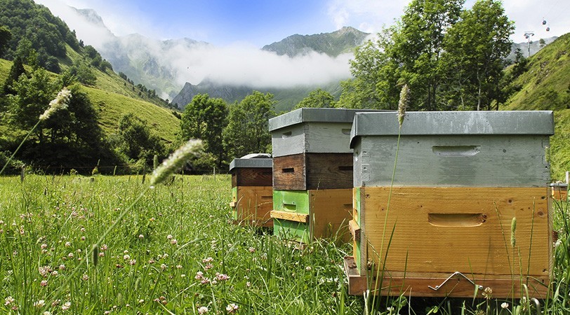 Noble organic family honeys - wild harvests