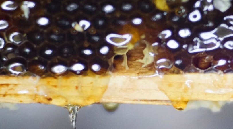 Sensitive organic honey from polarized wooden hives