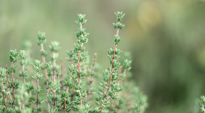 Organic Thyme Honey - for a sustainable beekeeping practice