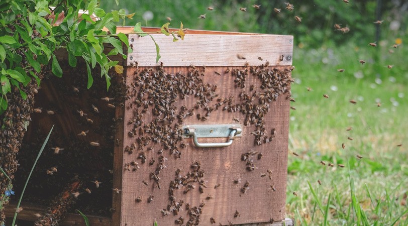 100% French Organic Acacia Honey