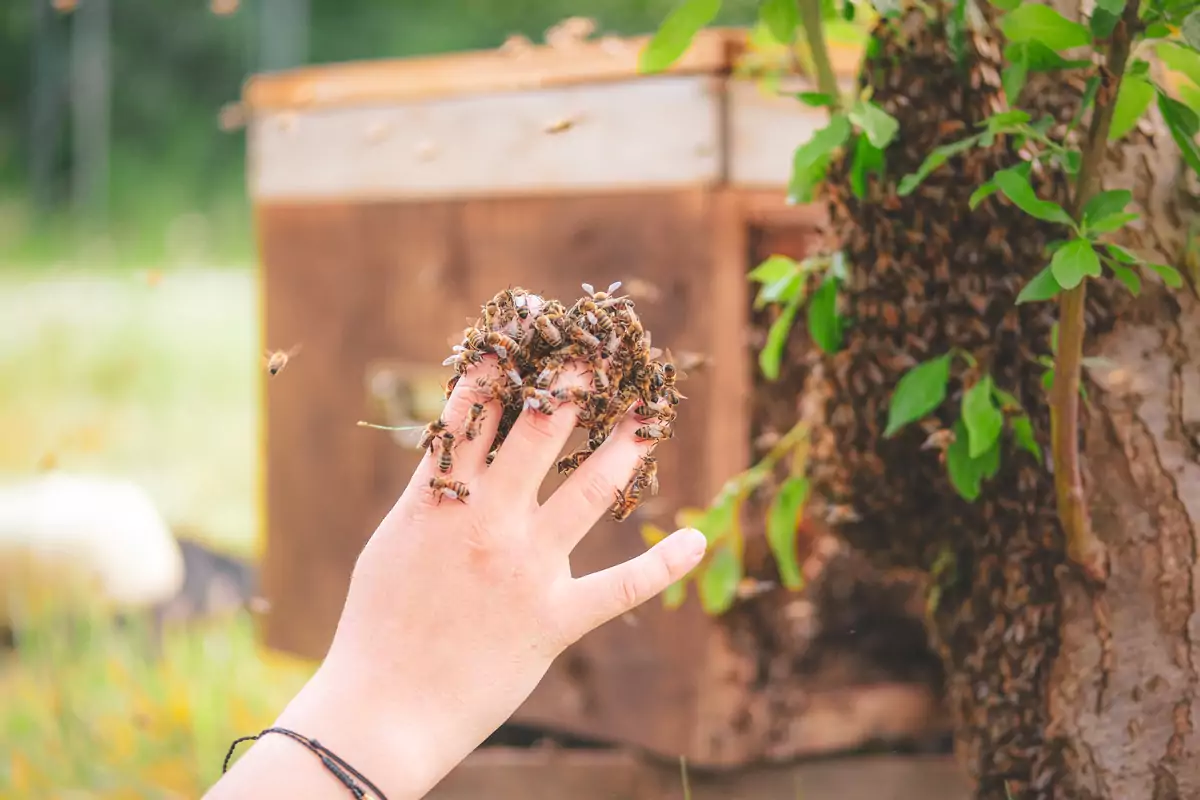 apiculture douce