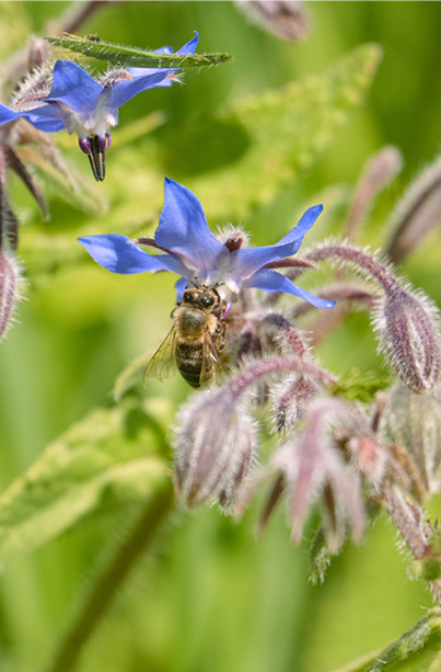 abeille fleurs