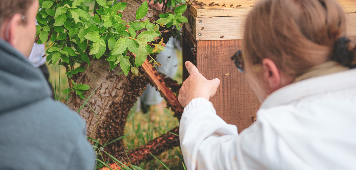 apiculture douce