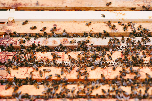 abeilles cadres