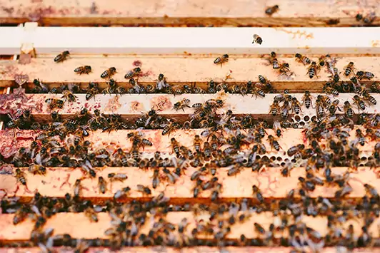 abeilles cadres