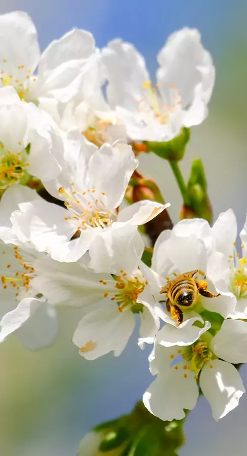 photo fleurs pollen