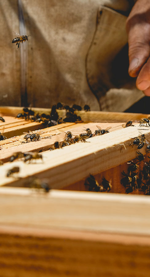 Abeilles libres